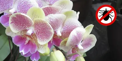 КЛЕЩ❗ Часть вторая 🌱 Это проклятие для многих любителей растений (в  частности орхидей) Клещи размножаются и размножаются в условиях… | Instagram