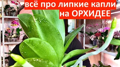 Вредители орхидей (мучнистый червец, трипсы, клещ паутинный и плоскотелка,  щитовка, тля, грибные комарики). Меры борьбы с вредителями. Фото.