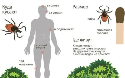 Обнаружили клеща на теле? Рассказываем, как и где его извлечь, во сколько  обойдется исследование насекомого | Щучинская районная газета Дзяннiца