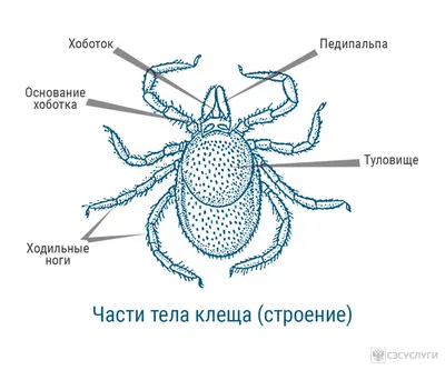 Иксодовые клещи: откуда появляется угроза для человека и животных