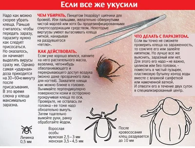В Таганроге и окрестностях найдены опасные клещи