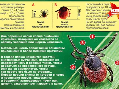 Как снять клеща с собаки в домашних условиях правильно?