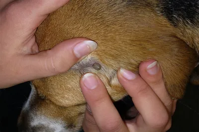 всасывающий клещ с покрасневшей кожей в мехе белой собачьей инфекции от  укуса клеща на животное Стоковое Фото - изображение насчитывающей  насекомое, медицинско: 225995112