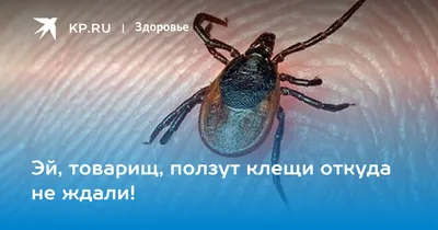 Соскобы кожи и ресницы на клещи (демодекс) - «Сделать соскоб на демодекоз  дело не хитрое, а вот вылечить его, та ещё задача, которую я решаю уже  более 10 лет. И всё ещё