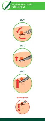 Укус клеща: симптомы, признаки, последствия и что делать после укуса