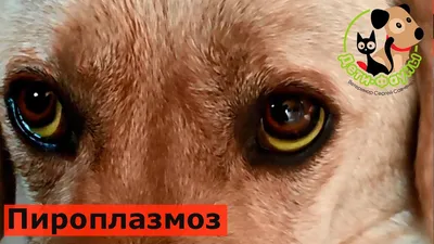 Клещ у собаки: как вытащить, симптомы и признаки | PEDIGREE®