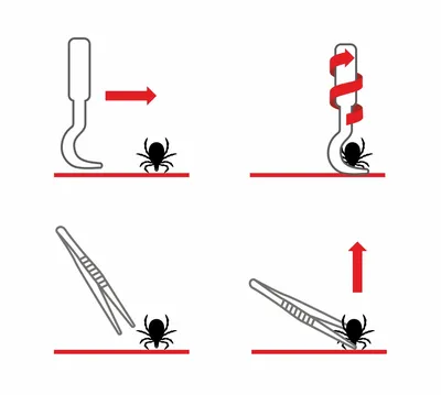 Купить Крючок для удаления клещей для собак, кошек и лошадей, рычаг для  защиты от клещей | Joom