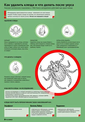 Профилактика и защита от клещей. Что делать, если укусил клещ? —  Кизилюртовская центральная городская больница