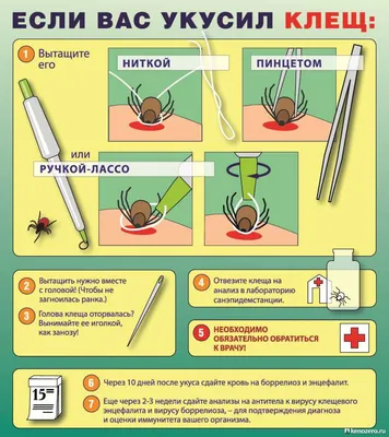 Энцефалит передается даже без укуса клеща через кожу - 16 июня 2022 -  chita.ru