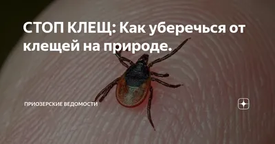 Что делать, если укусил клещ?