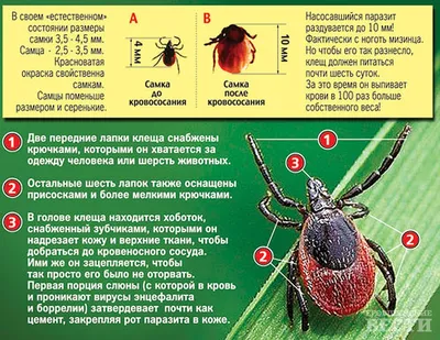 Осторожно, клещи. Что нужно сделать, если укусил клещ.