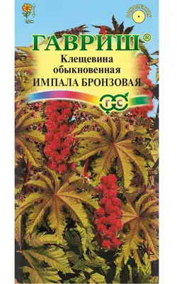 Клещевина семена (20 шт) (Ricinus commúnis) рицина обыкновенная бобы  рициновые (ID#1188738779), цена: 45 ₴, купить на Prom.ua
