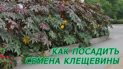 Клещевина