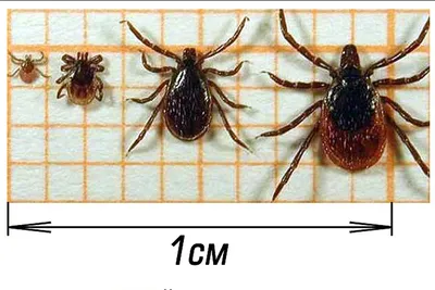 Как отличить энцефалитного клеща от обычного и защитится последствий