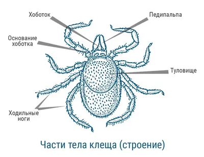 Где в России водятся энцефалитные клещи - Газета.Ru