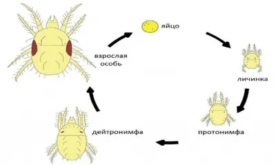 Паразиты клещи. Изолированные значок насекомых. Черный силуэт клещи  Иллюстрация штока - иллюстрации насчитывающей укусы, иллюстрация: 196495140