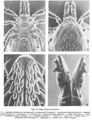Сапрофитные 🦠 бактерии - Diptera