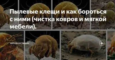 Томские ученые нашли редкого клеща на вьетнамской летучей мыши - Томский  Обзор – новости в Томске сегодня
