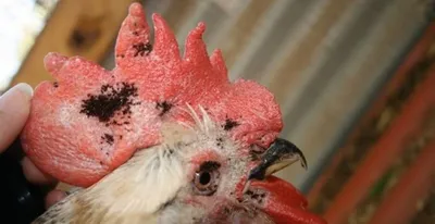 Обработка от куриных клещей | «Дез-А-Сервис» Калининград