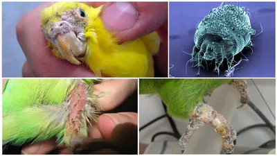 Клещ у попугая, лечение и профилактика