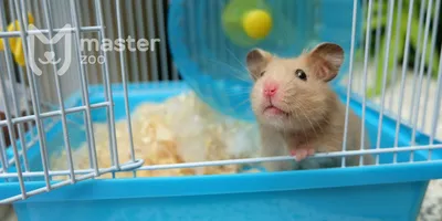 Многоэтажная клетка для хомяков и мышей Ferplast MULTIPLA HAMSTER CRYSTAL с  аксессуарами (57007617) купить