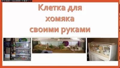 Как сделать временный домик для хомячков - YouTube