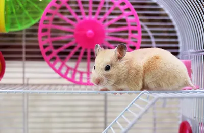 Клетки для домашних крыс: как выбрать и обустроить