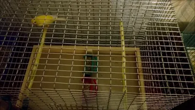 Клетка для птиц своими руками (13 фото): как сделать декоративную клетку из  сетки? Изготовление деревянной большой клетк… | Клетки для птиц, Птицы,  Деревянные доски