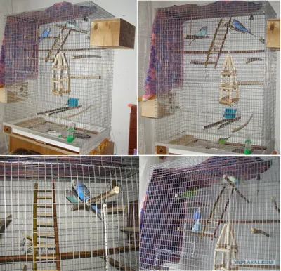 Клетка для птиц в кукольном домике своими руками 1:6 1:12 мини-полых  птичьих клеток, игрушка, миниатюрная универсальная птичья клетка – лучшие  товары в онлайн-магазине Джум Гик