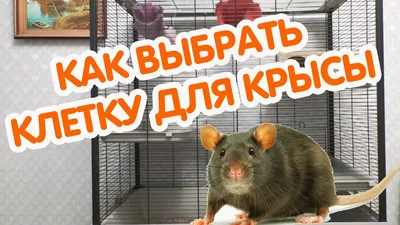 Клетки для домашних крыс: как выбрать и обустроить