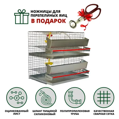 Перепела несушки купить в Москве, техасский перепел несушки