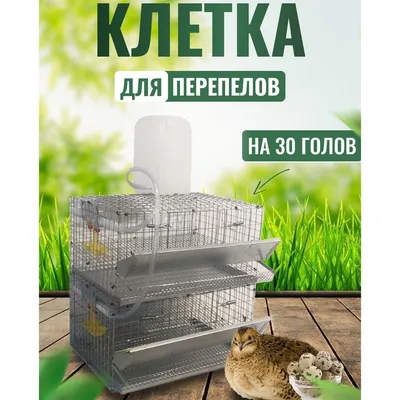 Помещение и клетки для перепелов