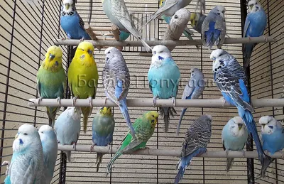 Что нужно в клетке для попугая 🦜 Советы владельцам | Pet7