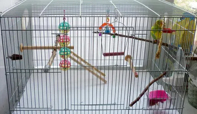 Клетка для волнистого попугая-инвалида | Пикабу