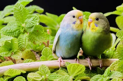 Увеличение клетки для попугаев своими руками - Стр. 3 - Форумы о попугаях
