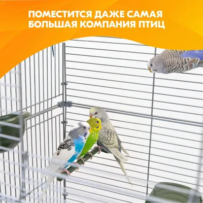 Клетка для птиц золотая А100G 30х23х39см вольер для попугаев, для  перепелов, домик для животных - купить с доставкой по выгодным ценам в  интернет-магазине OZON (256870877)