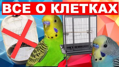 Возьму даром клетку для волнистых попугаев: Договорная ᐈ Зоотовары | Бишкек  | 83158084 ➤ lalafo.kg