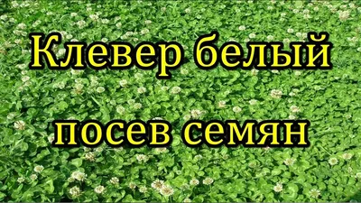Клевер белый ползучий 100 гр (СдС) — Семена для Сибири