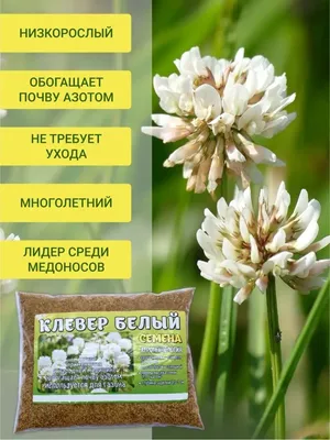 Белый клевер ползучий (Ривендел) от 0,5 кг в Киеве, Одессе, Днепре