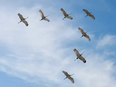 Почему птицы летают клином