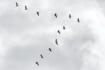 GISMETEO: Открыты удивительные свойства птичьего клина - Животные | Новости  погоды.