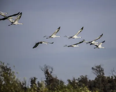 Уникальный коллективный разум: почему птицы летят клином | Интересно знать  | Дзен