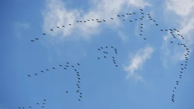Почему птицы летят клином