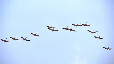 Клин птиц летая в небо иллюстрация вектора. иллюстрации насчитывающей  любимчики - 84218134