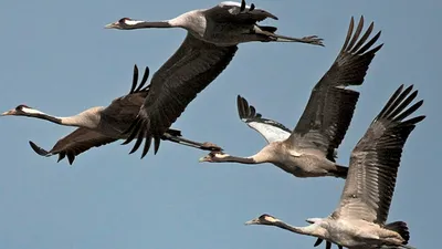 Черные птицы летают в клин Корморанты Стоковое Изображение - изображение  насчитывающей птиц, биографической: 162568329