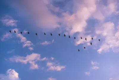 Почему птицы летают клином? | Вокруг Света
