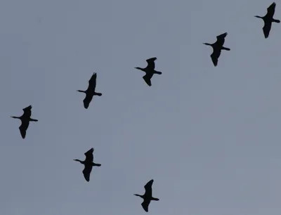 Птицы летят клином (44 фото) - красивые фото и картинки pofoto.club