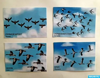 Знакомы ли птицы с законами аэродинамики | Вокруг Света