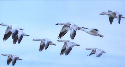Что приносят с собой в Осетию перелетные птицы