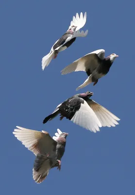 Почему птицы летают клином? Причины, фото и видео